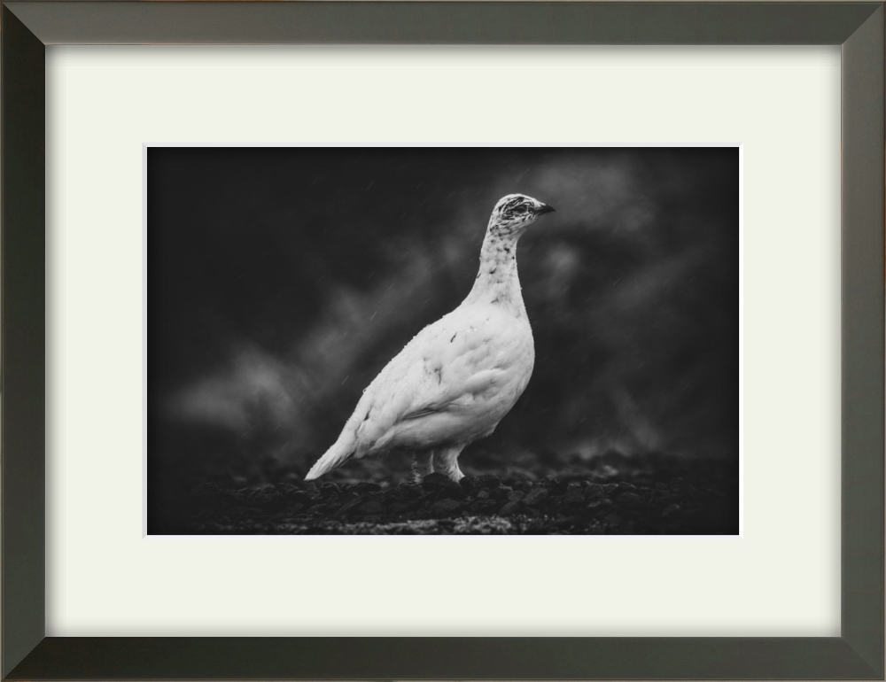 Rjúpa Svart/hít - Image 2