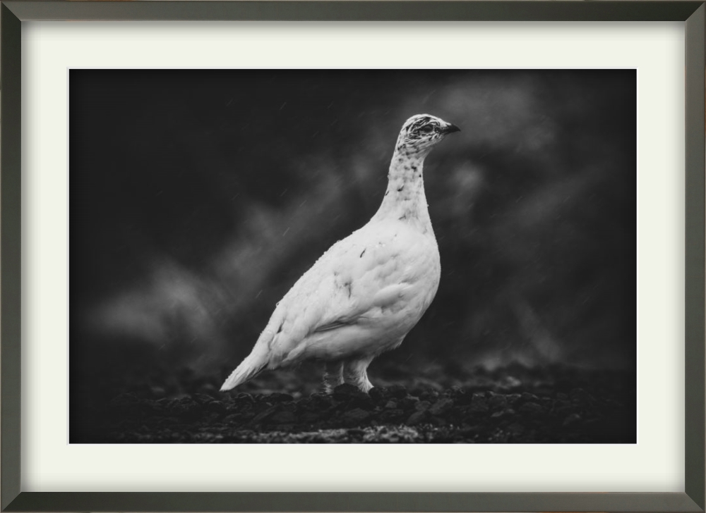 Rjúpa Svart/hít - Image 3