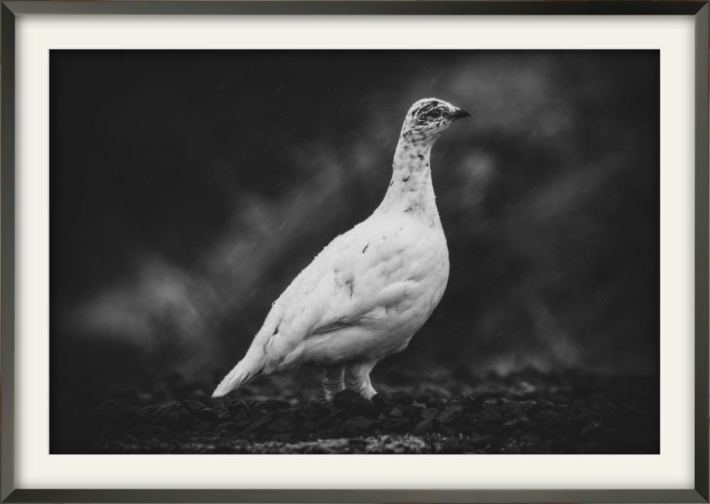 Rjúpa Svart/hít - Image 4